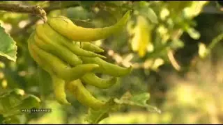 MEDITERRANEO – En Corse, San-Giuliano abrite depuis 1960 une extraordinaire collection d’agrumes