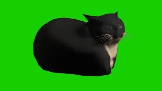 4K Cat Meme - Three 3D Animations, Green Screen