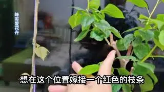 手把手教你嫁接三角梅，这样做成活率高，一盆多色非常漂亮