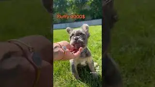 Fluffy Frenchie available 4000$