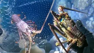 Lặn đêm để bắt hải sản – tôm hùm, cua, tôm sú và lươn 【Cậu bé lặn】
