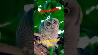 animals dancing to iko iko #song #animals #laugh