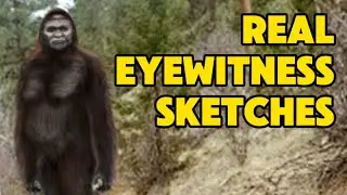 Bigfoot Stories from the Cascades | Latest Sighting  in Washington State| Eyewitness Sketches