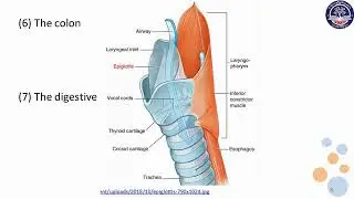 Grade 10 Biology, Chapter 4, Part 9