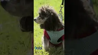 How to introduce kids to dogs | Cesar Millan Tips #shorts