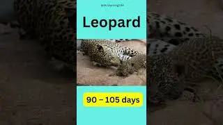 Animals shortest  to longest pregnancy period||Every mother is special#shortsfeed