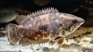 Ctenopoma weeksii (Mottled Bushfish)