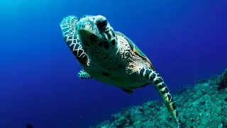 Teens4Oceans Akumal Documentary