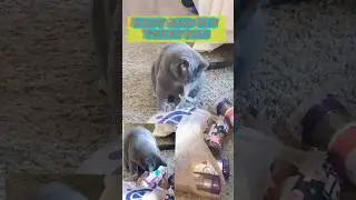 viral cat videos new funny pet videos #shorts #short #youtubeshorts #youtube #ytshort #cat #fyp#2026
