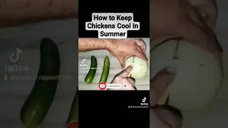 Summer Best Diet For Chickens