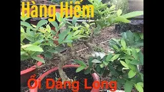 Ổi Bonsai | Ổi D&aacute;ng Long | C&acirc;y Cảnh Bi&ecirc;n Ho&agrave; | C&acirc;y Cảnh TV