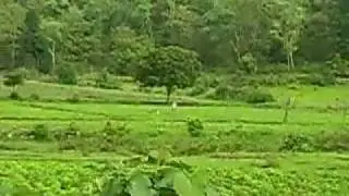 Government forest depot Ichoda