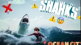 SHARK ATTACK IN OC NEW JERSEY AdventureHub & The College Football Boys