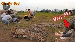 6 Brave Hunters With Pitbull Dog Confront 2 Giant Ferocious Pythons To Save The Girl, Wild Hunter TV