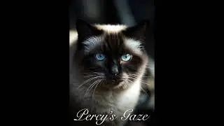 Percy&rsquo;s Gaze: The Secret Behind My Cat&rsquo;s Watchful Eyes (Original Song)