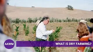 What is dry farming? Randall Grahm explains