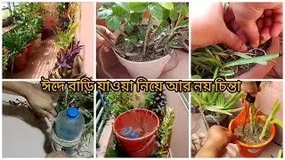 ঈদে বাড়ি যাওয়ার আগে আমি বারান্দার গাছ যেভাবে রেখে যায়।। plant care ।।