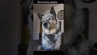 Walkyrie is a Blue Heeler/Border Collie Mix Who Loves Talking To Her Dad❣️ #shorts #dogshorts #pets