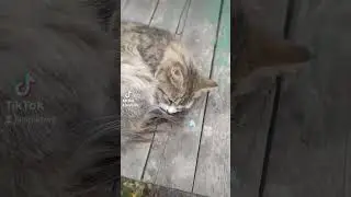My pet Steel Soul my love cat