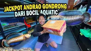 DAPAT DARI BOCIL?? UNBOXING CHANNA ANDRAO GONDRONG CALON GACOAN KONTES