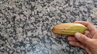 FRUT&Iacute;FERA BEM DIFERENTE GUAJILOTE -  Parmentiera Cereifera
