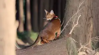 PIDAN CAT HARNESS & LEASH SET