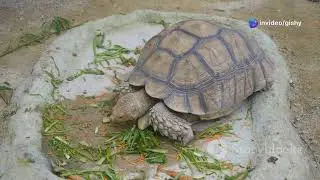 The tortoise's cracked shell tale