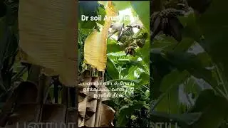 power of Dr soil#bio fertilizer #