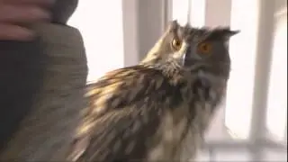owl is surprised