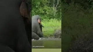 Elephant || kabini
