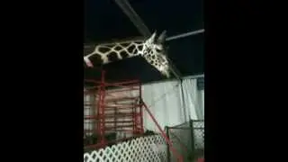 Giraffe eats from baby's hand