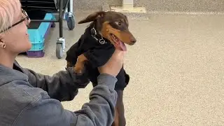 Mini dachshund puppy causes chaos at puppy play time