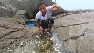 大青蟹在巨石深缝吃鱼，被赶海的小囿钻进去撞见，这越大价格越贵