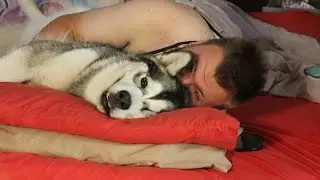 ALASKAN MALAMUTE WAKE UP CALL