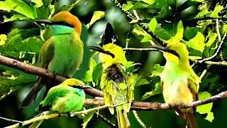 Bee Eater  Bird Facts In Hindi &ndash; पतेना पक्षी की जानकारी  llहरा मधुमक्खी भक्षक पक्षी
