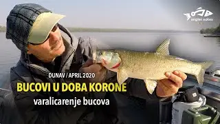 Bucovi u Doba Korone - Varalicarenje Bucova na Pocetku Sezone / Aspius in Corona Virus Time