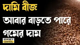 দামি বীজ, আবার বাড়তে পারে গমের দাম । Wheat production । Money9
