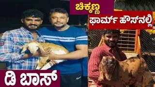 D BOSS | CHALLENGING STAR DARSHAN VISITS CHIKKANNA FARM HOUSE |CHIKKANNA | CHIKKANNA FARM HOUSE |