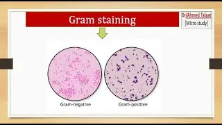 Gram staining