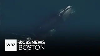 Critically endangered right whale population growing slowly, researchers find