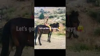 #donkey #mule # shriek  #riding