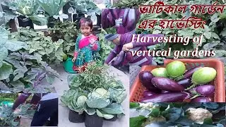 ভার্টিকাল গার্ডেন এর হার্ভেস্টিং II Harvesting of vertical gardens #gardening #hervesting