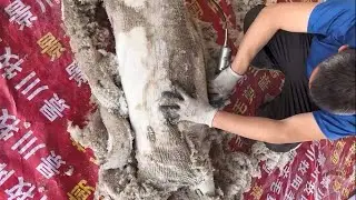 Shave off the wool of this sheep! Will sheep change?