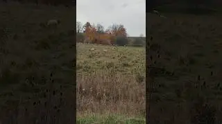 Sheep farm in Canada🐑🐑🍁🥰 #sheepfarming #nature #canada