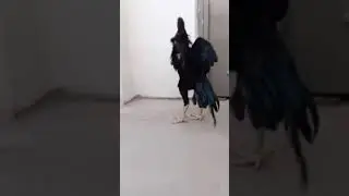 Black king Shamo Aseel