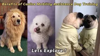 Benefits of Dog Mobility Assistance Training| V309 |Dogs |Dog |Cute Dogs | Puppy | #dogs #dog #puppy