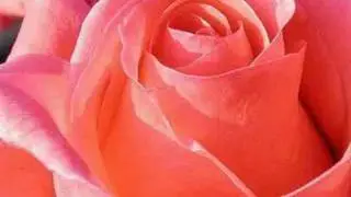 Smell The Roses - Natasha Beddingfield