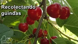 Recolectando guindas.