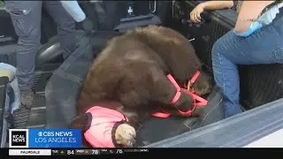 Increasing Sierra Madre bear encounters concern neighbors