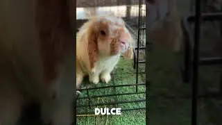 Meet the Bunnies